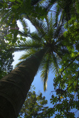Fototapeta premium Look up to see the coconut tree in the park