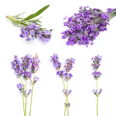 Deurstickers Set with aromatic fresh lavender on white background © New Africa