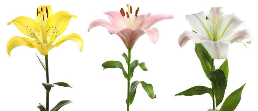 Set with beautiful lilies on white background