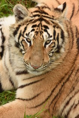 Fototapeta na wymiar Tigre de Bengala