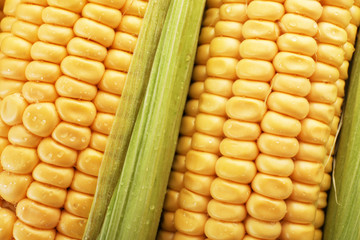 Tasty sweet corn cobs as background, closeup