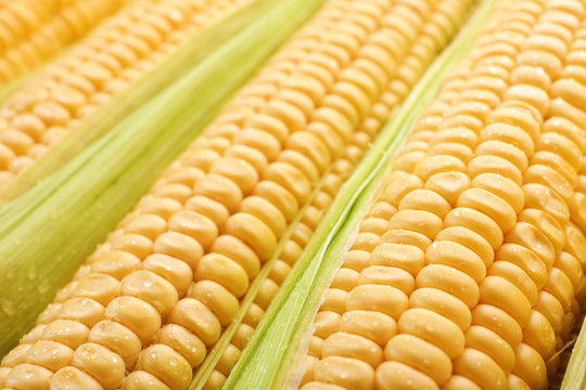 Tasty sweet corn cobs as background, closeup