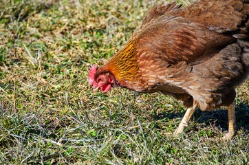 close up of free range chicken in rural field