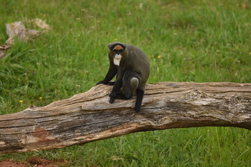 Gorila en Parque de Cabarceno Cantabria