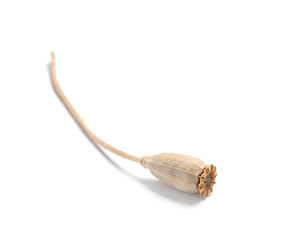 Dry poppy head with seeds on white background
