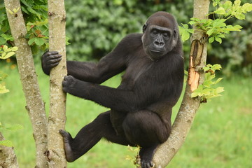 Gorila en Parque de Cabarceno Cantabria