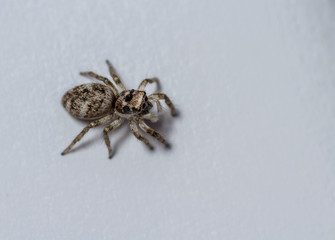 Zebra Spider - Salticus sp