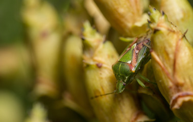 Juniper Shieldbug  (Cyphostethus tristriatus)