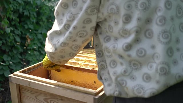 Hives in the apiary, frames with honey. Honey bees collect honey. Smoke discourages bees.
