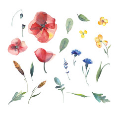 Big set of watercolor elements - leaves, herbs, flowers. Botanical collection include poppies, cornflowers, buttercups, spikelets. Illustration isolated on white background.