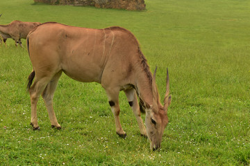 Cebras y camellos en el parque de cabarceno, Cantabria