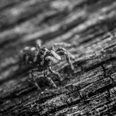 Zebra Spider - Salticus sp
