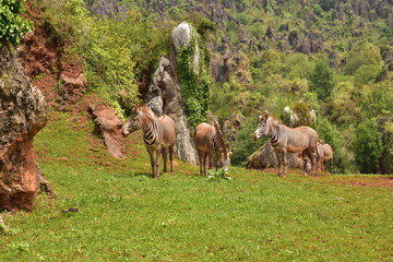Cebras y camellos en el parque de cabarceno, Cantabria