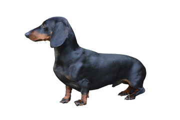 Black Dachshund