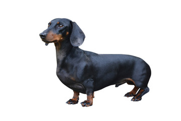 Black Dachshund