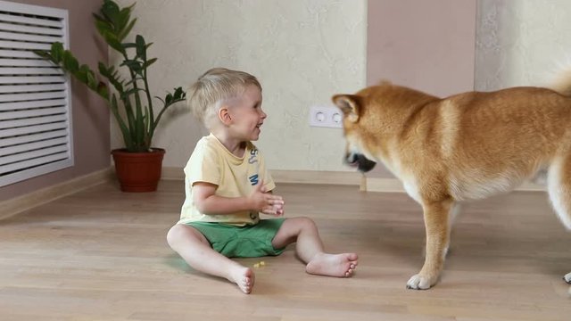 Shiba inu huge dog coming to a happy child. Baby boy is feeding his puppy with the hands at home