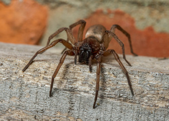 Drassodes species ground spider