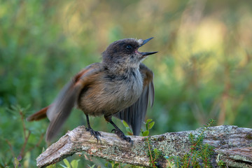Siberian jay