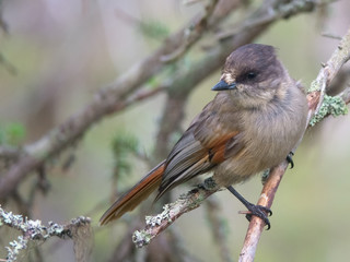 Siberian jay