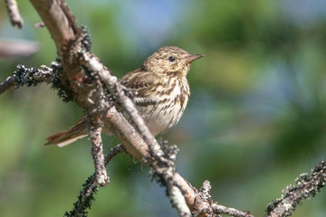 Tree pipit
