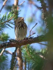 Tree pipit