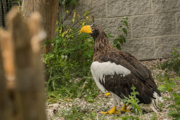 Sea Eagle