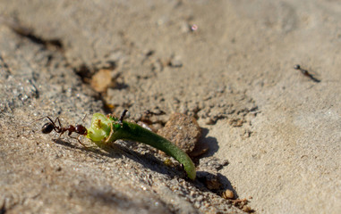 Close-up of an ant dragging a piece of aloe leave up hill.