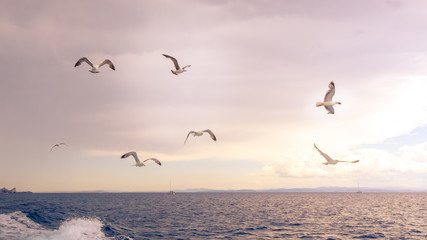 Fototapeta na wymiar Seagulls flying over the sea in soft light.