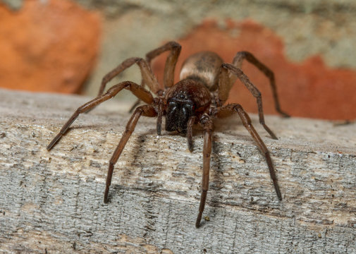 Drassodes species ground spider
