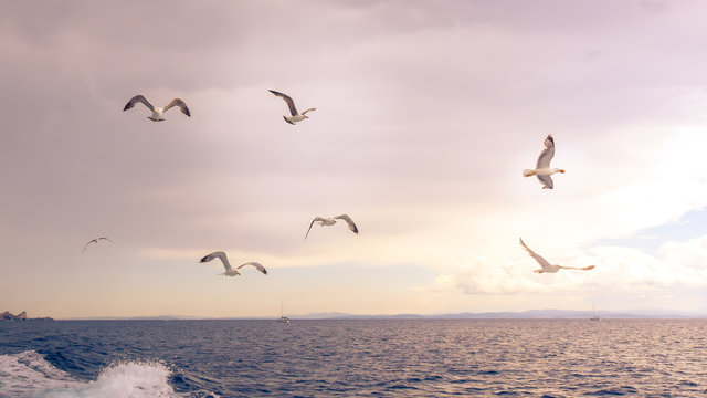 Seagulls flying over the sea in soft light.