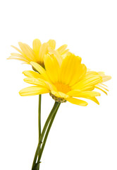 yellow flower isolated