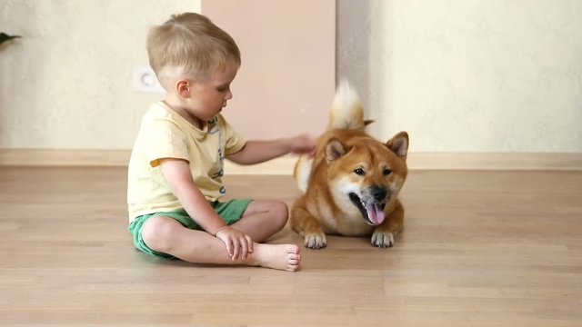 Laughing little baby boy with his best friend Shiba Inu dog playing with at home and hugging