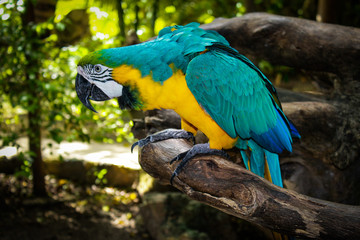 Macaw