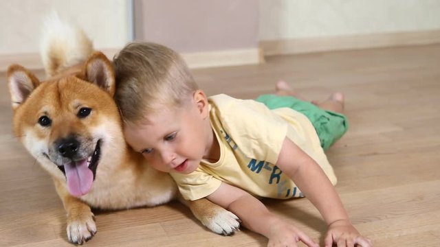 Laughing little baby boy with his best friend Shiba Inu dog playing with at home and hugging