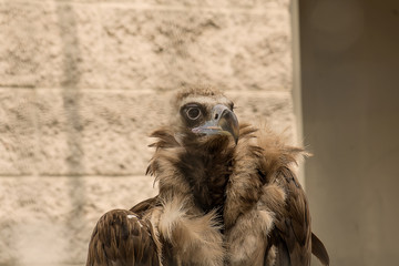 Vulture