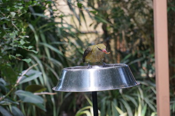 Ptak jedzący robaka © Robert