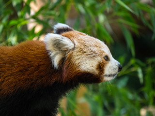 Fototapeta premium Panda roux