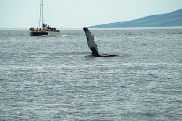 Obraz premium Humbak unosi płetwę wysoko nad wodą, u wybrzeży wyspy Maui na Hawajach. w tle obserwuje łódź pełna turystów.