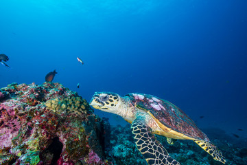 A Hawksbill Sea Turtle surrounded by tropical fish feeding on a coral reef