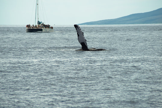 A Humpback Whale  raises a fin high above the water, off of the island of Maui, Hawaii.  a boat full of tourists watches in the background.