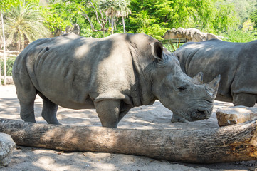 View of rhinoceros