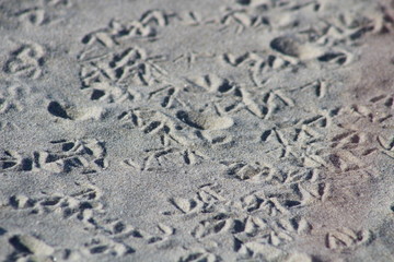 plover tracks on beach sand