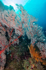Fototapeta na wymiar A vividly colored tropical coral reef system in Asia