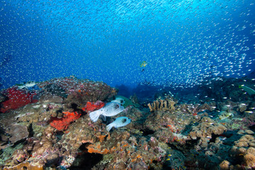 Naklejka na ściany i meble A vividly colored tropical coral reef system in Asia