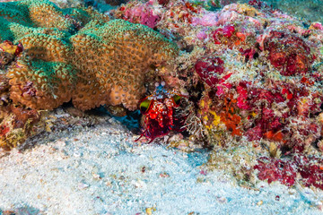 Fototapeta premium Peacock Mantis Shrimp hiding on a colorful tropical coral reef