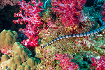 Banded Krait on a tropical coral reef