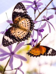 botanischer garten München