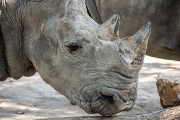 Fototapeta premium View of rhinoceros