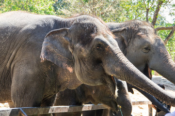 View of elephants