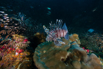 Naklejka na ściany i meble A predatory Lionfish patrolling a tropical coral reef at night